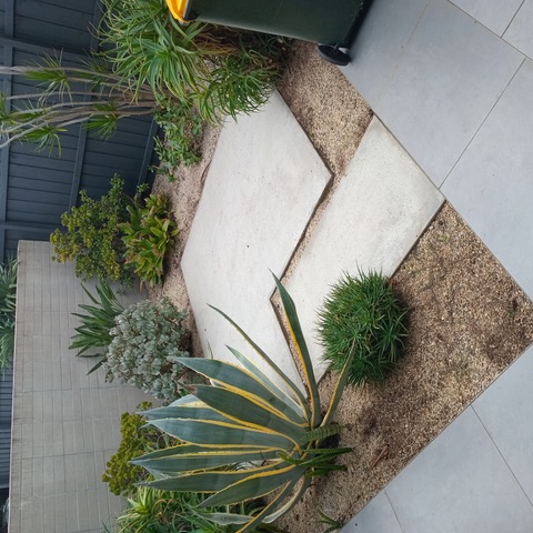 Courtyard garden with agave, gravel beds and paving