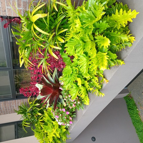 Lush planter box filled with ferns, bromeliad and colourful foliage